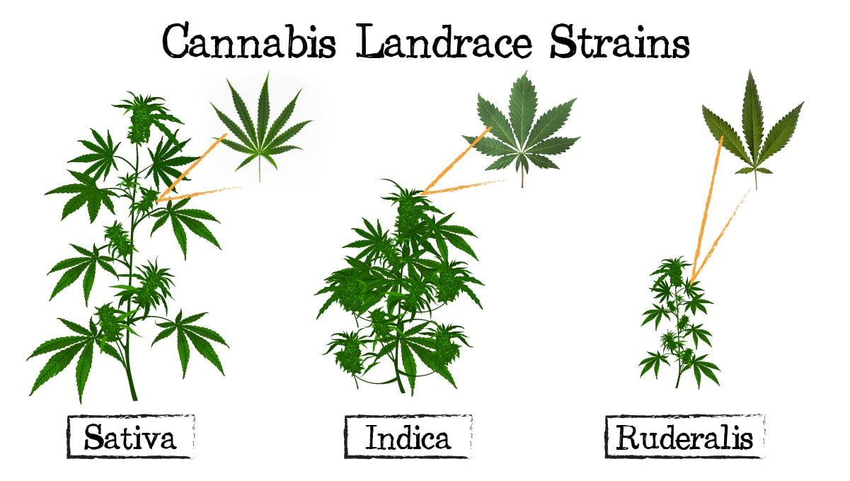 Wie lange dauert das Züchten von Cannabis - Marihuana?