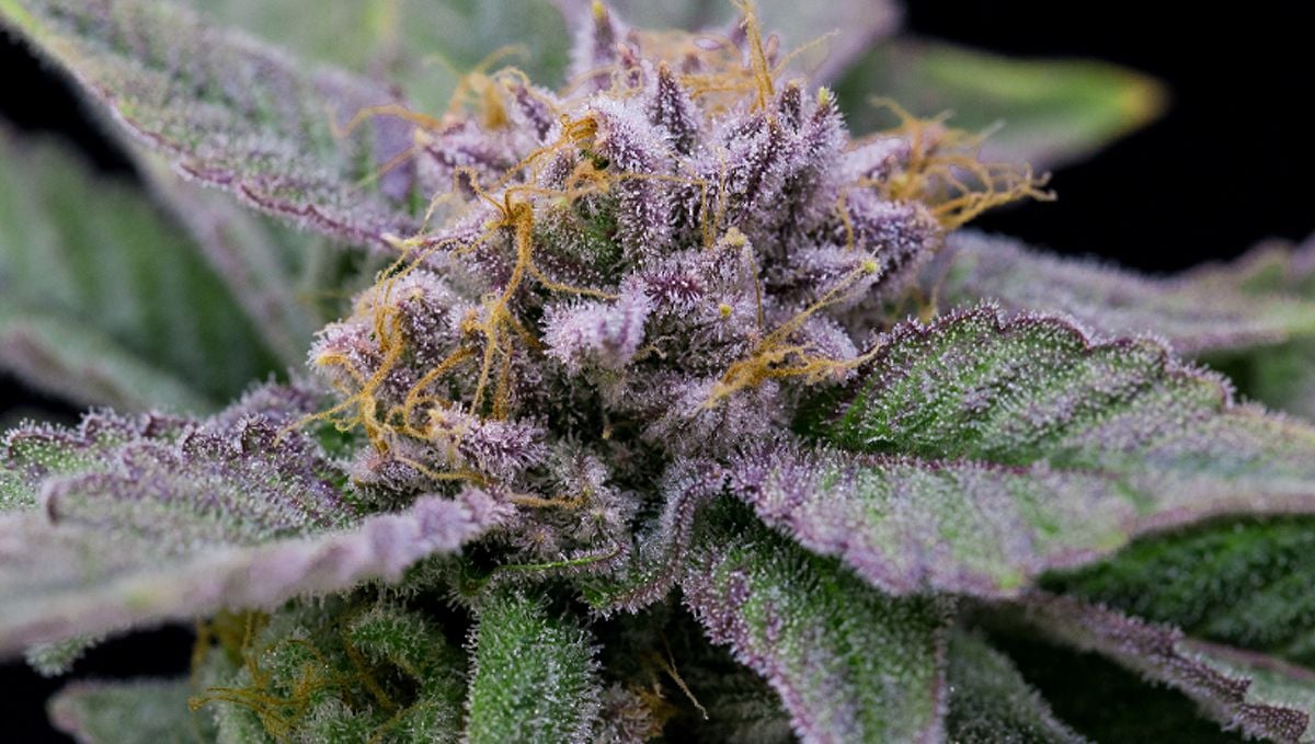 The ultimate guide to growing autoflowering cannabis: Choosing the right autoflowering cannabis seeds The ultimate guide to growing autoflowering cannabis: Choosing the right autoflowering cannabis seeds