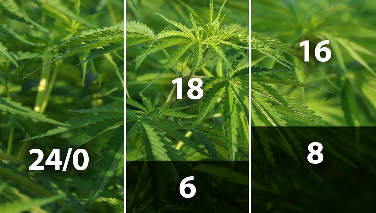 El mejor horario de luz para el cannabis en fase vegetativa: horarios de luz El mejor horario de luz para el cannabis en fase vegetativa: horarios de luz