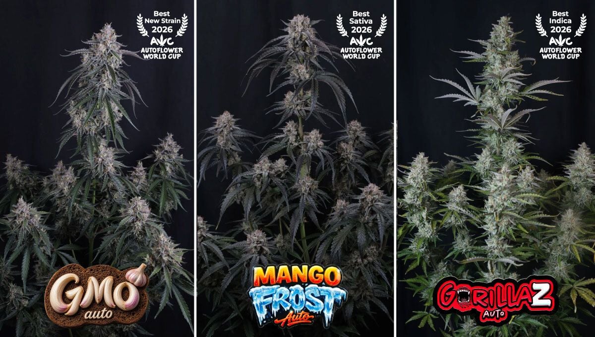 mango frost, gorilla z, gmo auto
