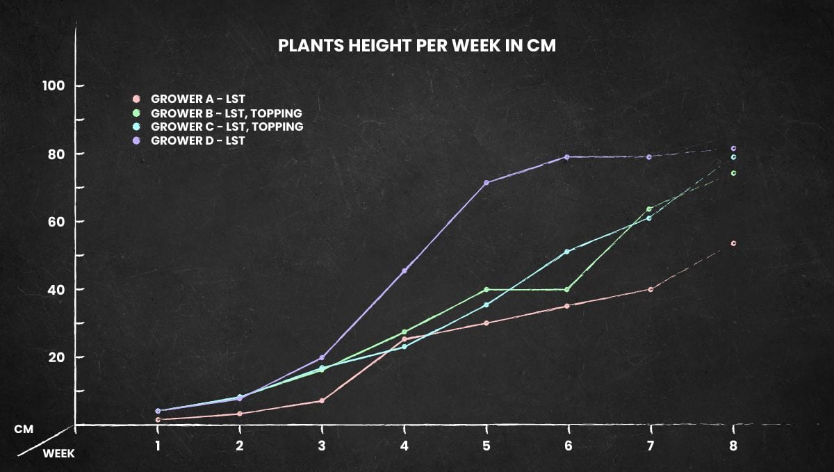 Cream Cookies Auto cannabis strain: height chart for the whole life cycle