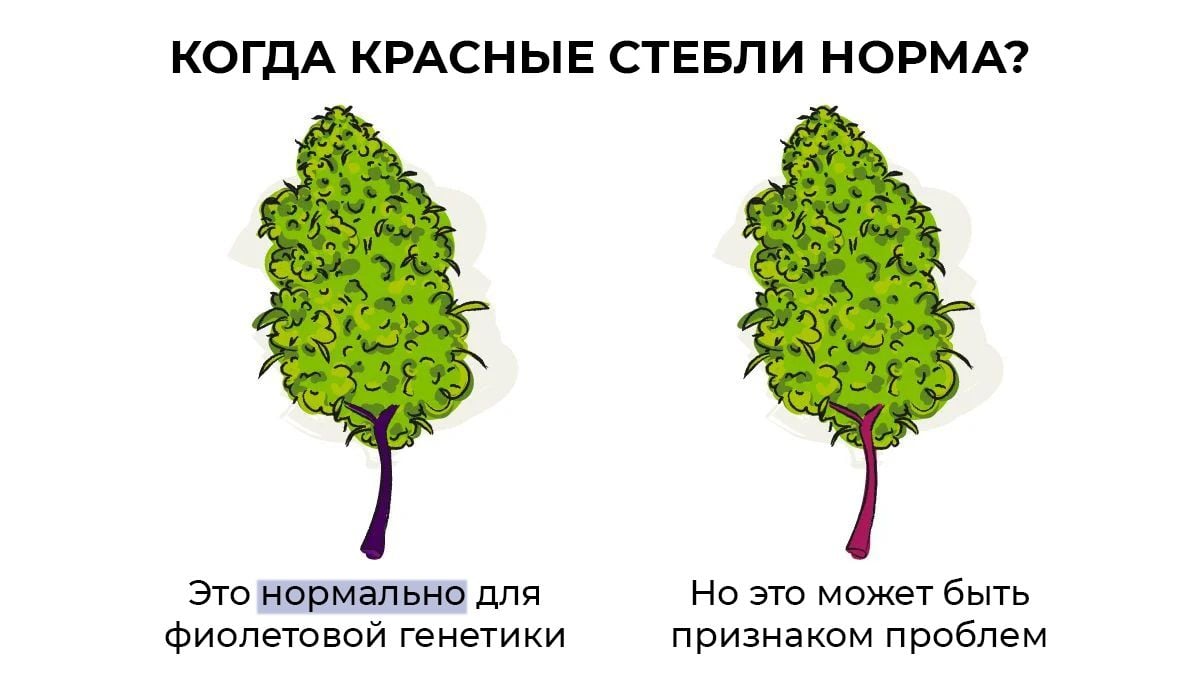 sm_c1afafe0d9a26fbe3fad3a48e6a64de0.jpg All You Need To Know About Red Stems On Cannabis Plants: When are red stems normal?