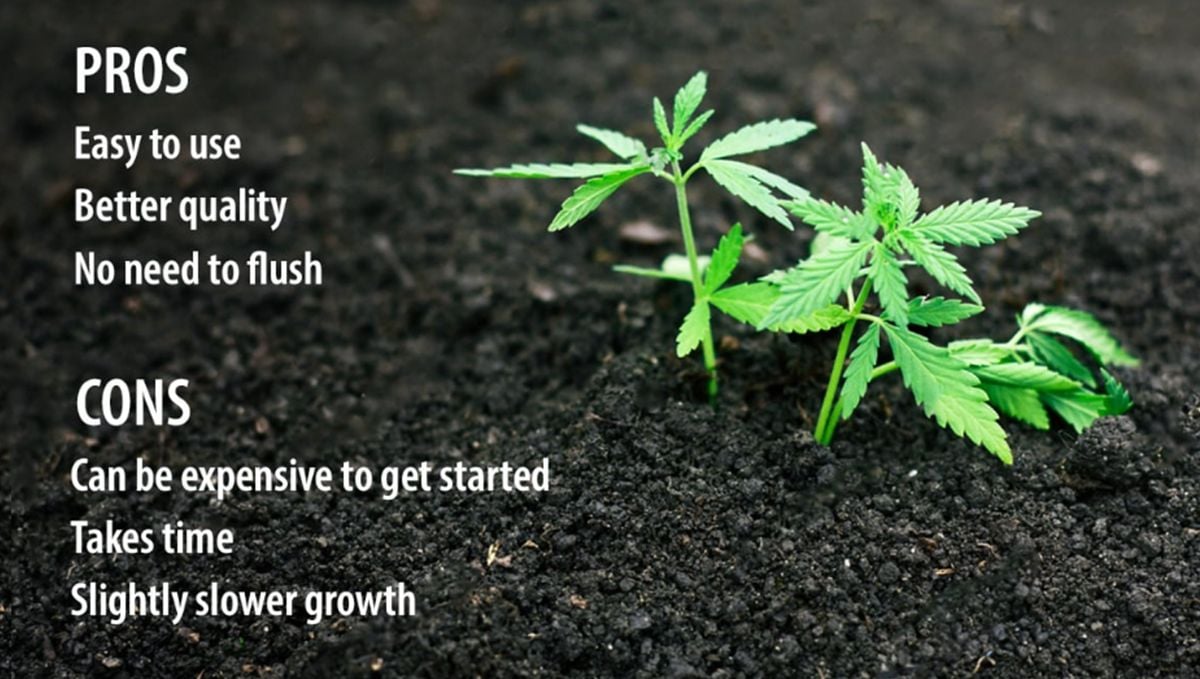 Pros and cons of living soil. Pros and cons of living soil.