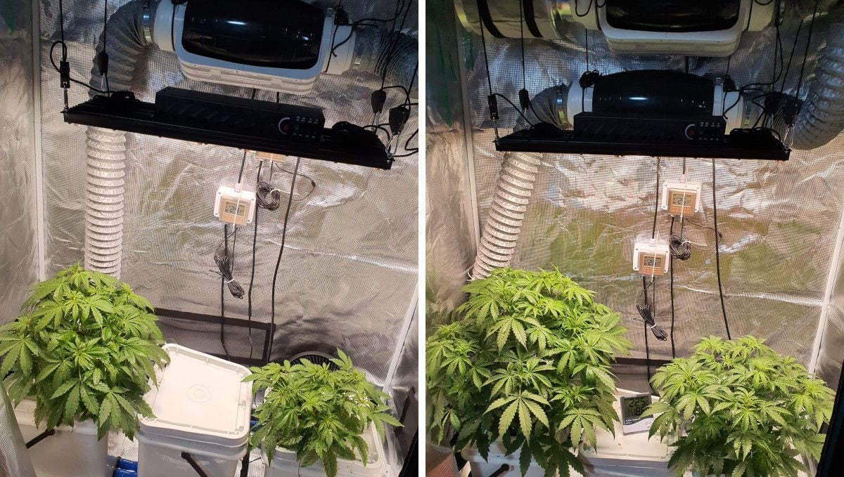 Pineapple Express Auto cannabis strain: mid veg | weeks 3-4 | vigorous growth in DWC