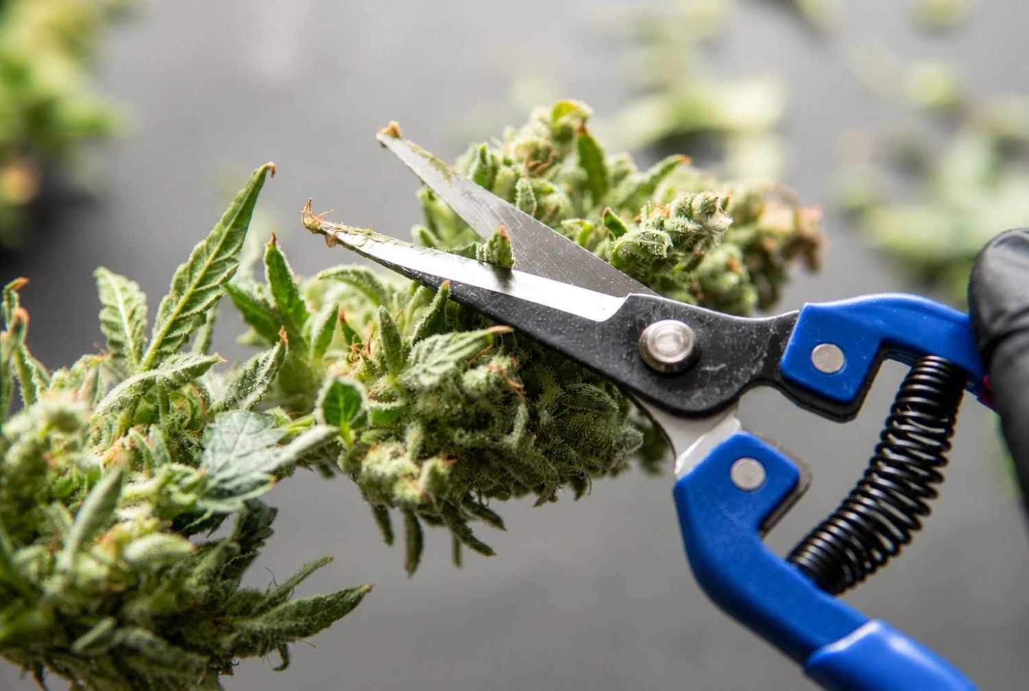 Sådan høster du autoflowers: tør- vs vådtrimning