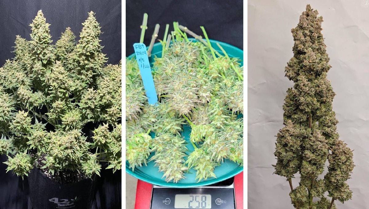 Sour Jealousy Auto plant and harvest pics