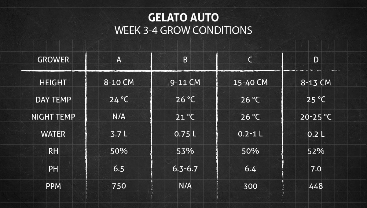 Gelato Auto Cannabis Strain Week-by-Week Guide: Grow conditions in weeks 3-4 Gelato Auto Cannabis Strain Week-by-Week Guide: Grow conditions in weeks 3-4