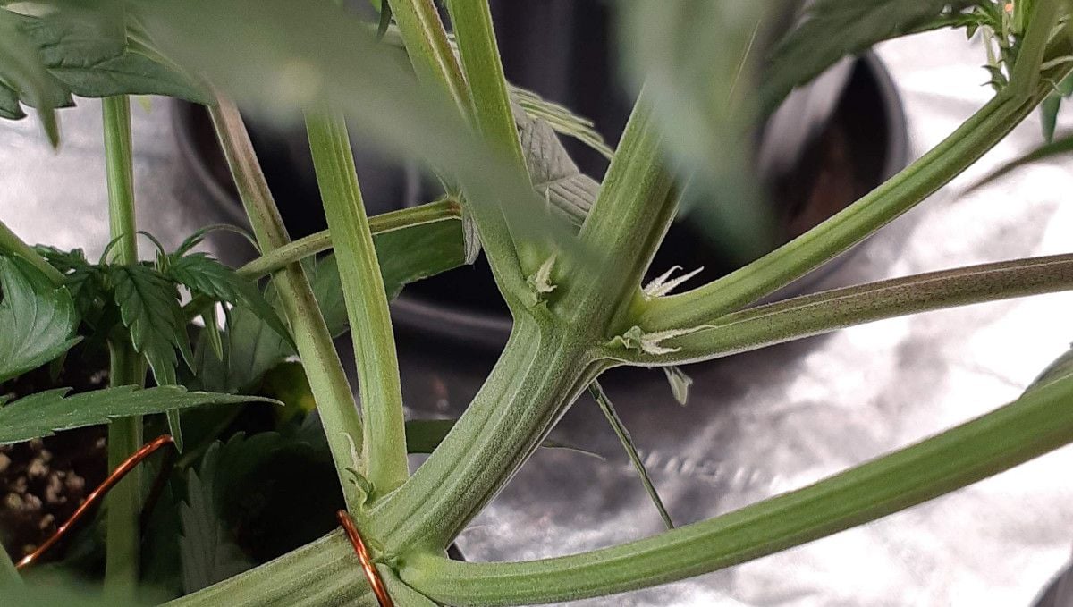 Mimosa Cake Auto cannabis strain: transition (pre-flower) | week 5 | a closeup of female pistils growing at the node of a trained marijuana plant