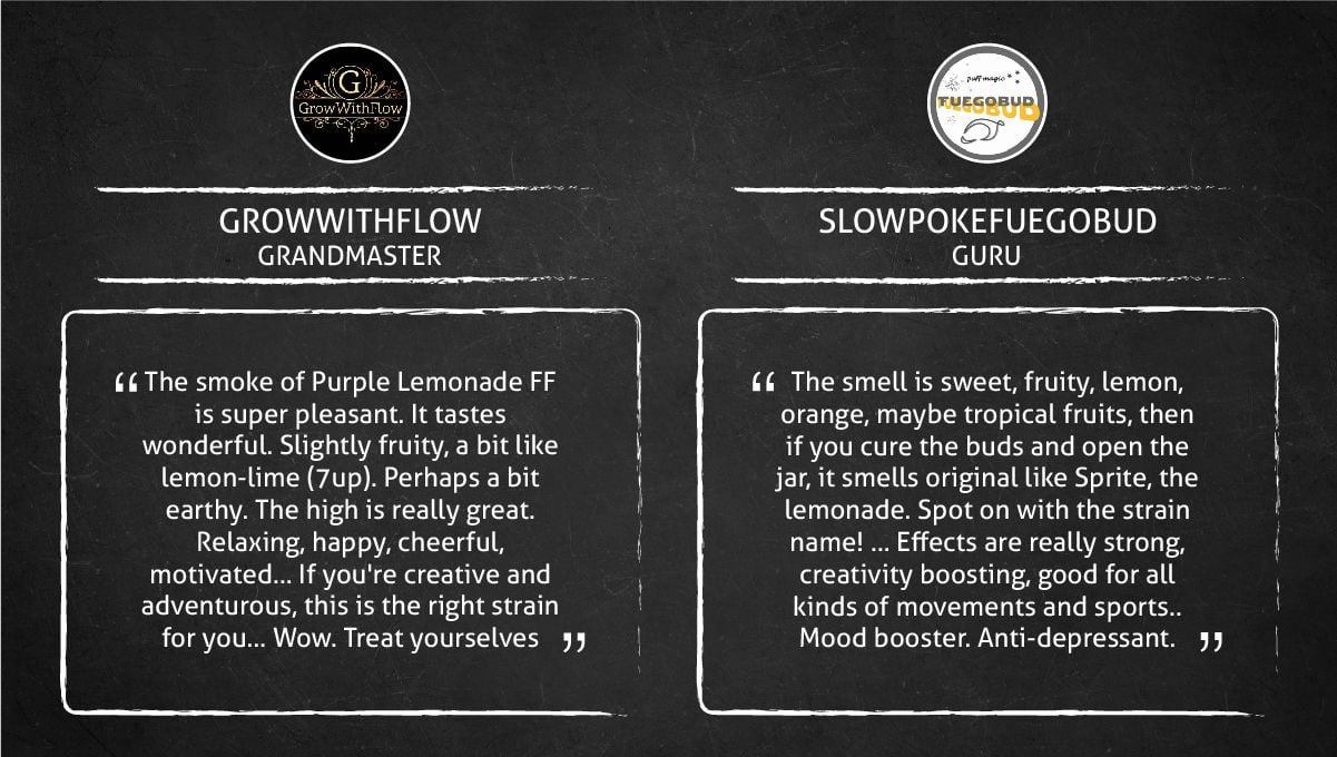 Purple Lemonade FF cannabis strain: smoke report