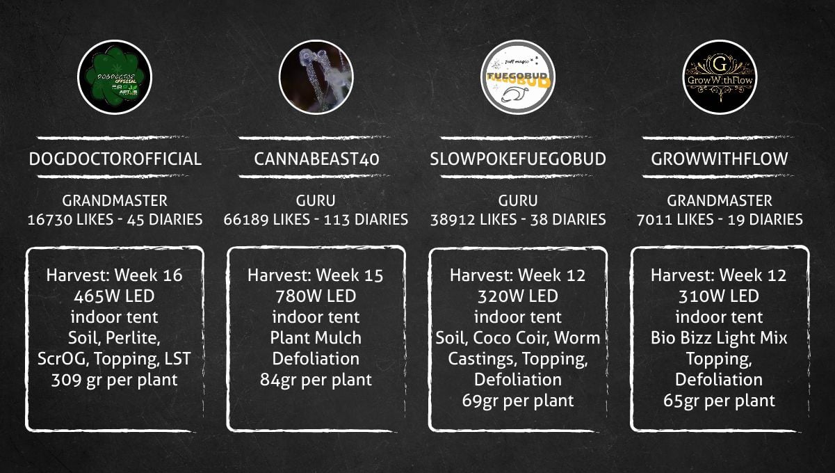 Purple Lemonade FF cannabis strain: outcome