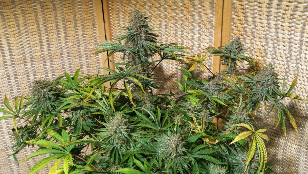 GG4 Sherbet FF cannabis strain: ripening and harvest | weeks 12 | a mature plant with big, dense buds and fading fan leaves