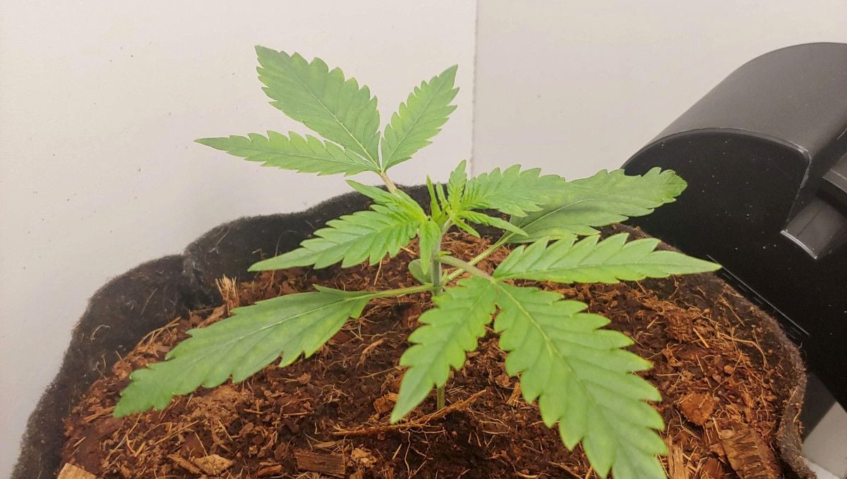 Californian Snow Auto cannabis strain: early veg | week 2 | a young light green marijuana plant seemingly starved for light