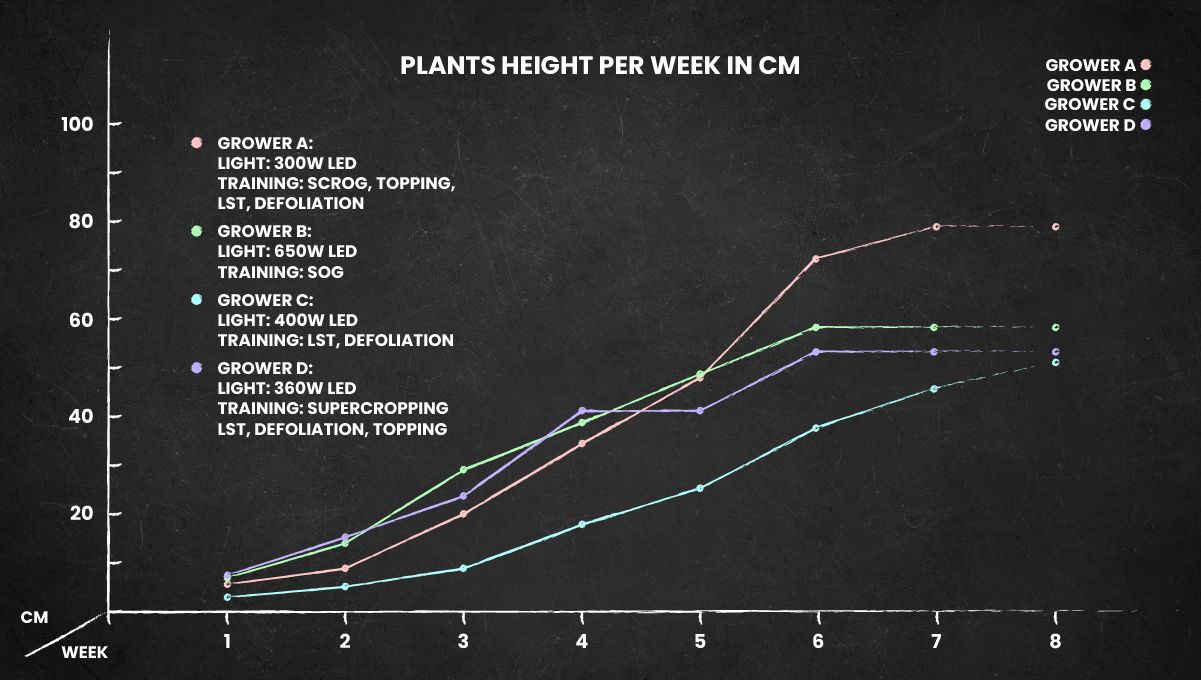 Tropicana Cookies Auto cannabis strain: height chart for the whole life cycle