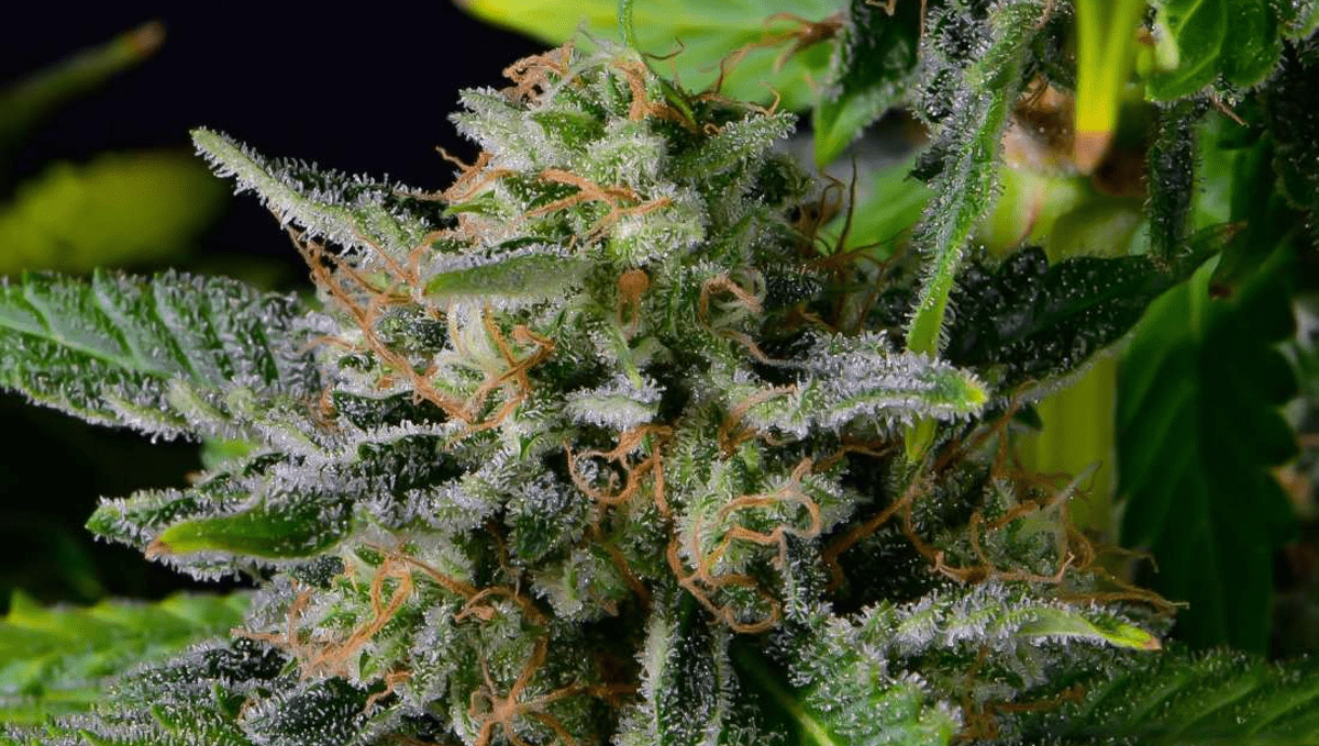 The Top 5 Best Sativa Autoflower Strains Fast Buds