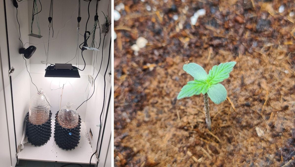 Super Lemon Haze Auto cannabis strain: germination and seedling stage | week 1 | two airpots covered with big plastic bottles for humidity standing under a LED light in a DIY grow box and a closeup of a young sprout