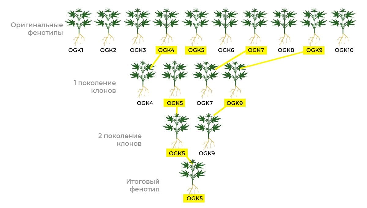 Genotype and phenotype: selecting a phenotype