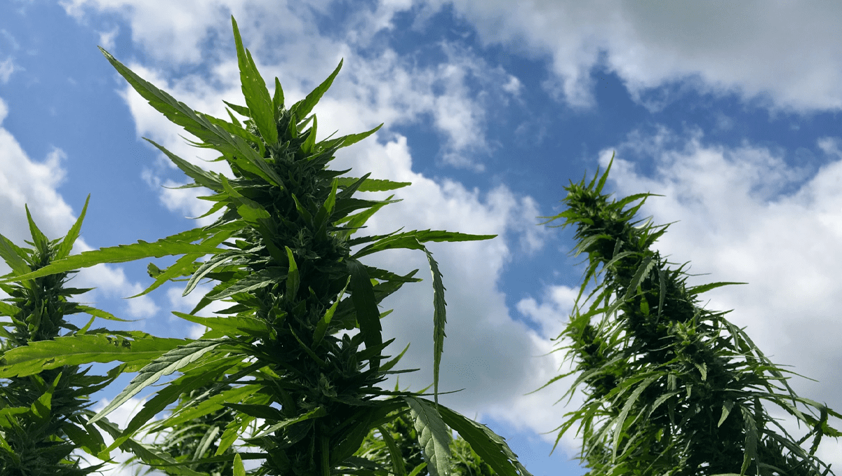 Weed in malta: history and politics