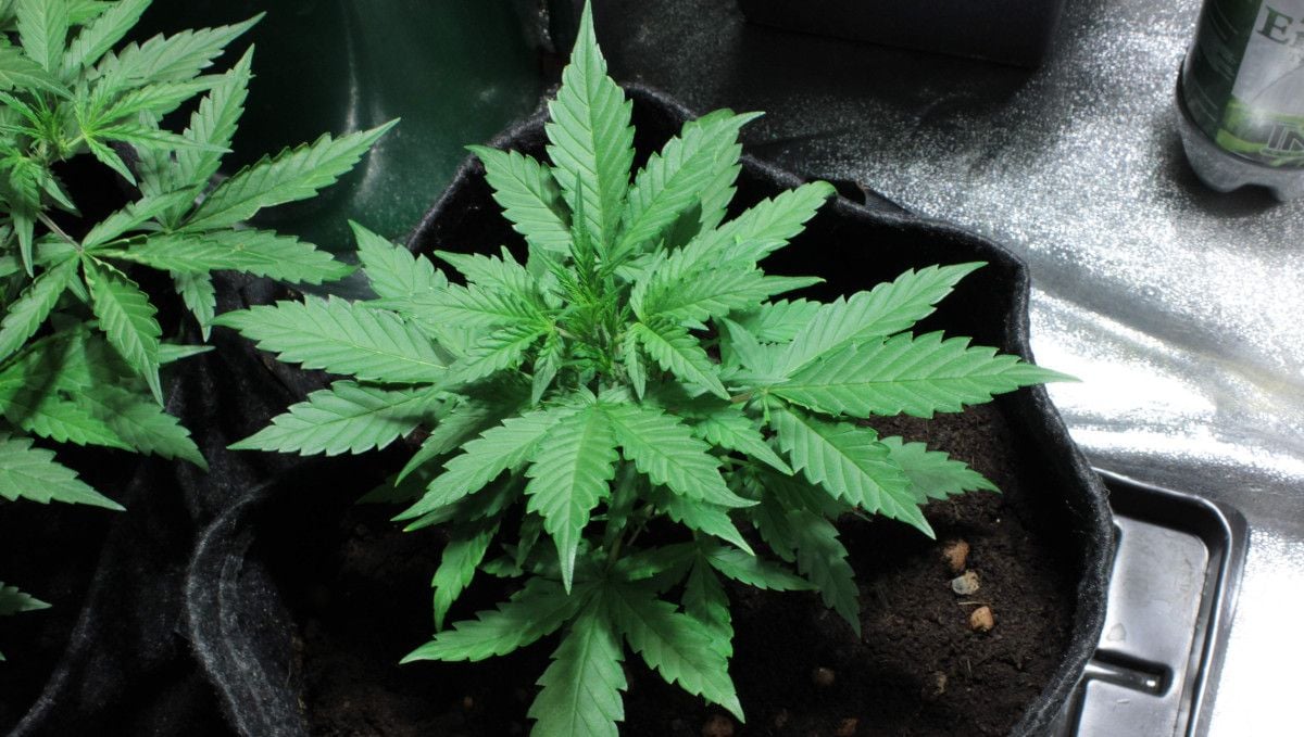 Mexican Airlines Auto cannabis strain: mid veg | weeks 3-4 | a stocky, bushy autoflower