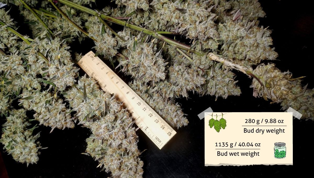 Gorilla Z Auto cannabis strain: yield and smoke report | a bunch of wet-trimmed branches with a ruler as a reference