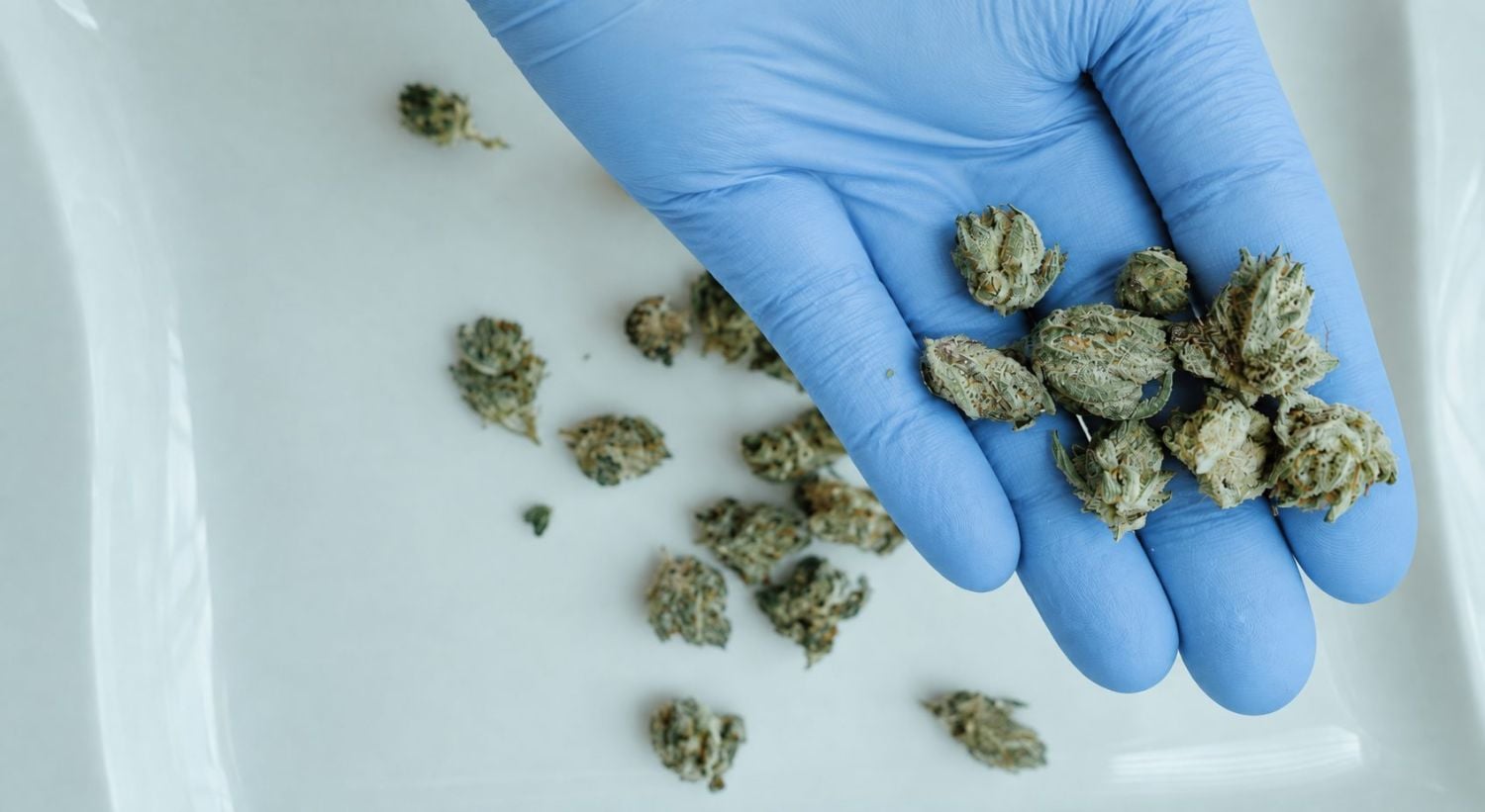 What are Popcorn Buds and How to Avoid Them: Cannabis popcorn buds What are Popcorn Buds and How to Avoid Them: Cannabis popcorn buds