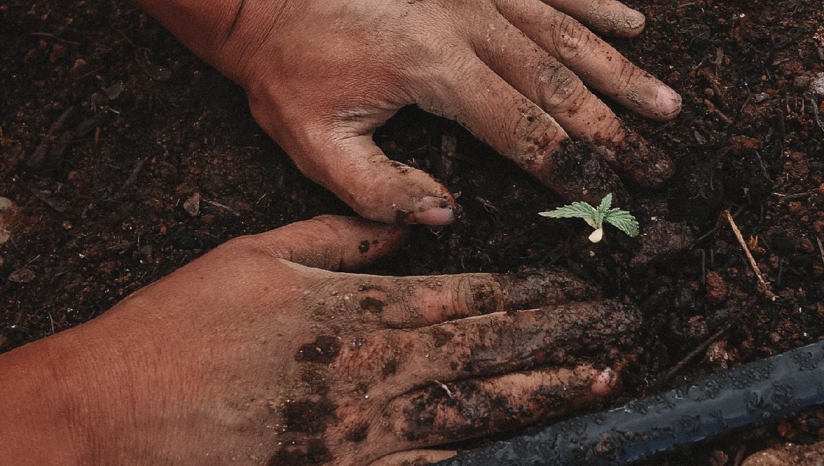 Germination guide: what to expect right after germination