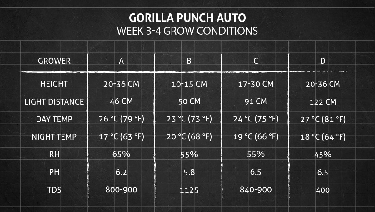 Gorilla Punch Auto cannabis strain: weeks 3-4 grow conditions