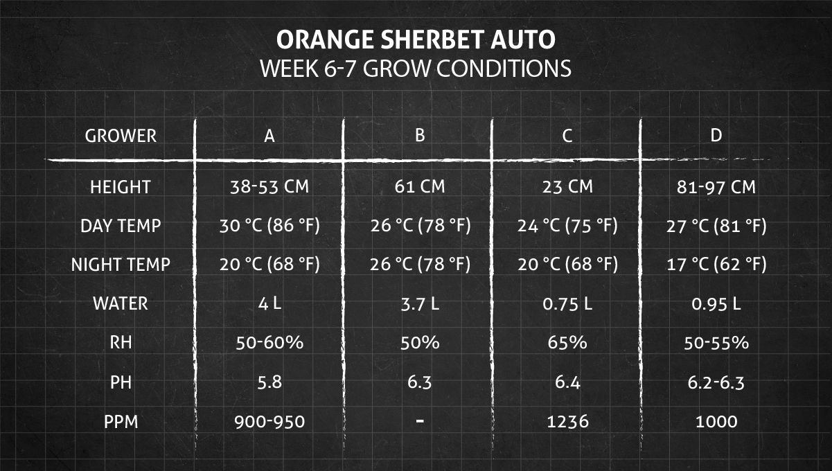Orange Sherbet Auto Cannabis Strain Week-by-Week Guide: Weeks 6-7 grow conditions