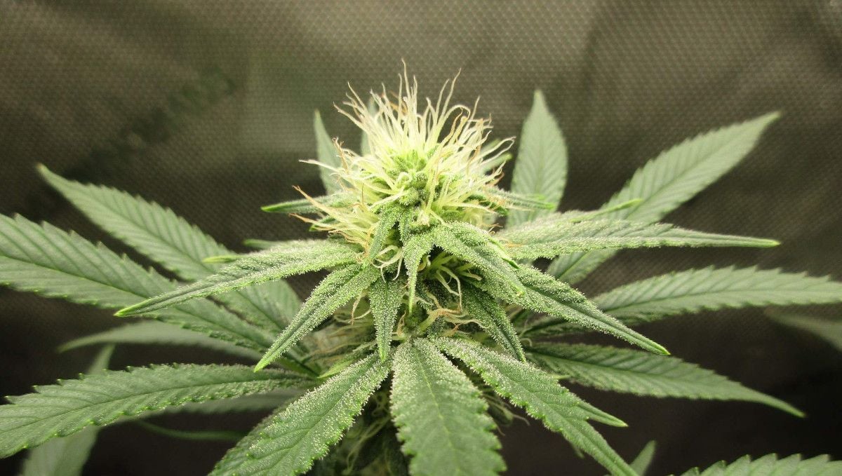 GG4 Sherbet FF cannabis strain: early flower | weeks 8-9 | a flowering top with lots of white hairs and trichomes covering the leaves