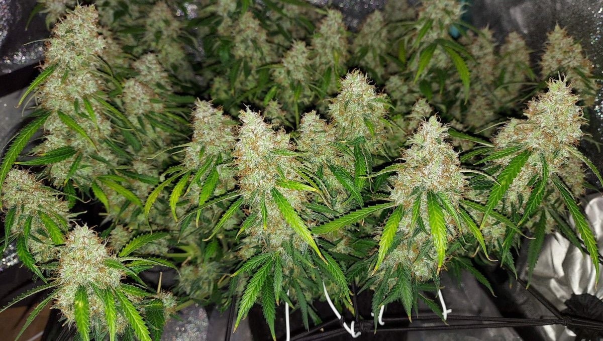 Super Lemon Haze Auto cannabis strain: ripening and harvest | weeks 10 | a gorgeous indoor autoflower with dozens of big, uniform colas