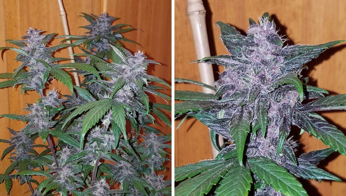 LSD-25 Auto Cannabis Strain Week-by-Week Guide | Fast Buds