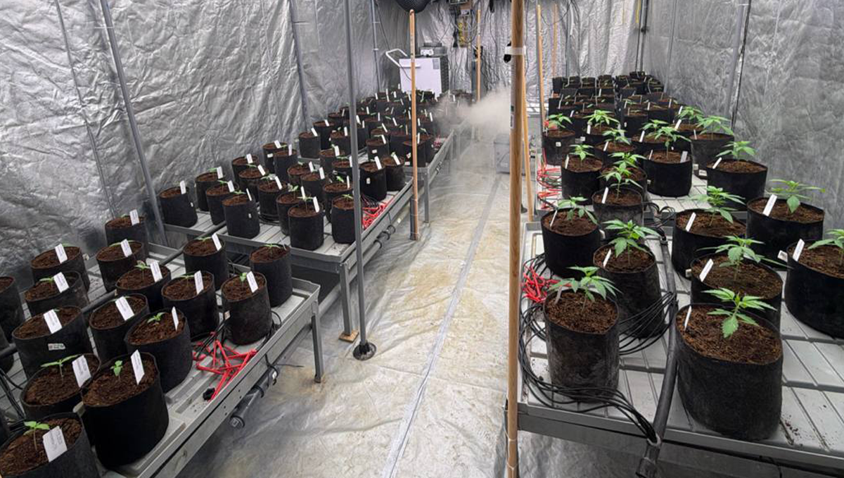 Tent Setup After Planting