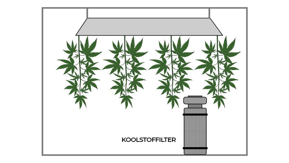 De beste omstandigheden voor je droogkamer en hoe je cannabis kunt drogen: Koolstoffilter