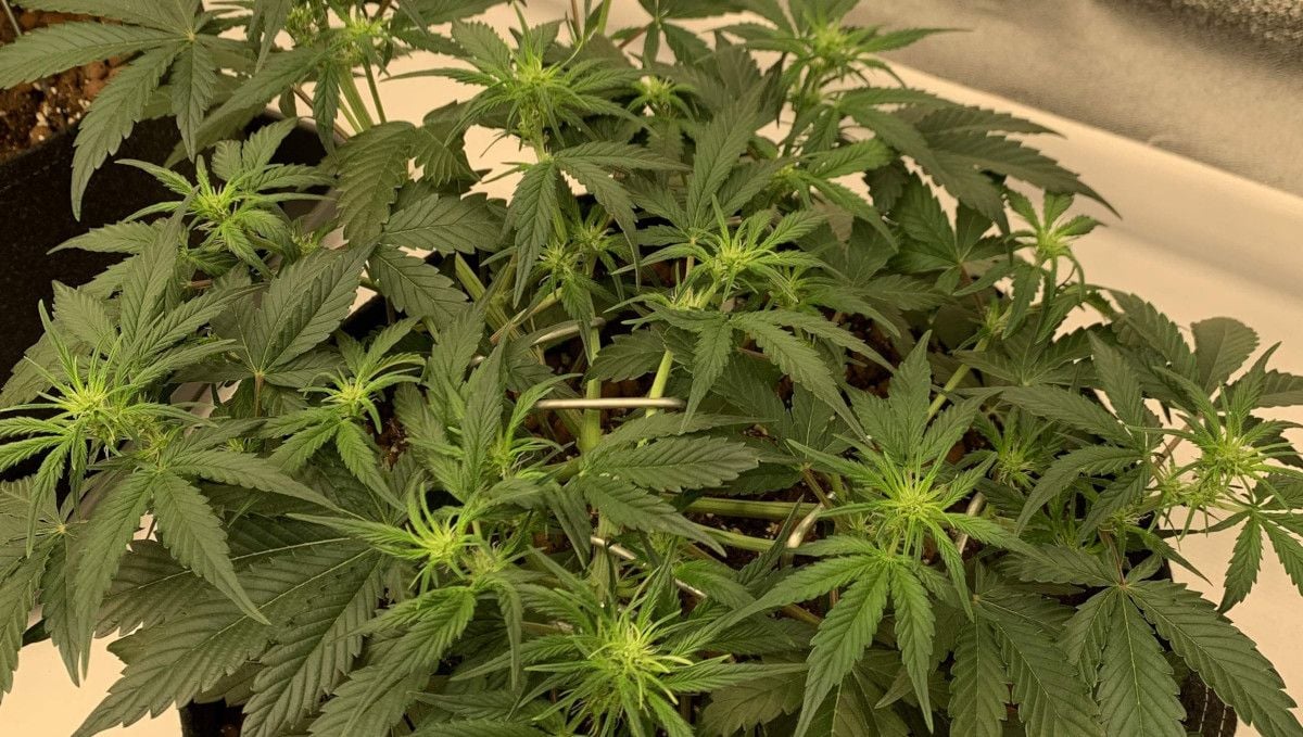 Strawberry Gorilla Auto Cannabissorte: Übergang (Vorblüte) | Woche 5 | Indoor-Autoflower mit einer flachen Krone und den ersten Blüten an den Spitzen.