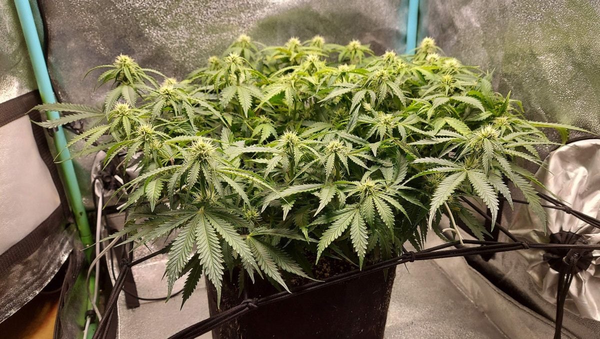 Super Lemon Haze Auto cannabis strain: early flower | weeks 6-7 | a very short and wide autoflower with a great number of flowering tops trained with a ScrOG net