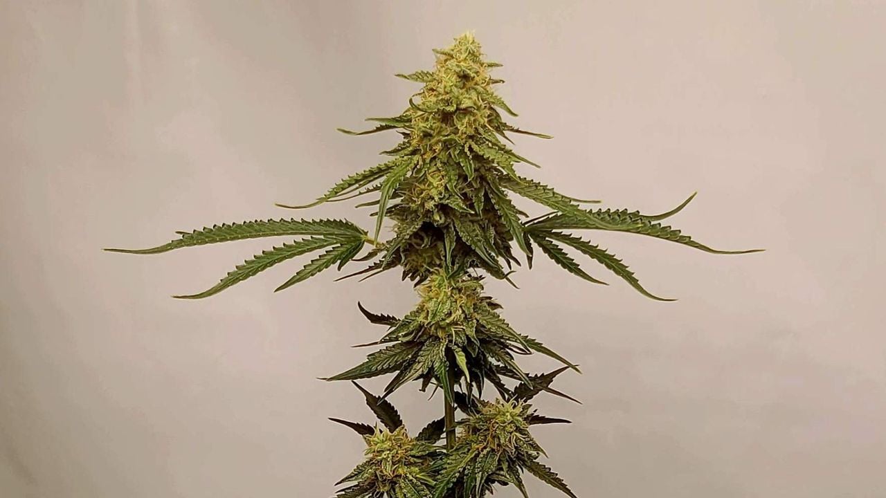 Top 10 cheap seeds: moby dick auto