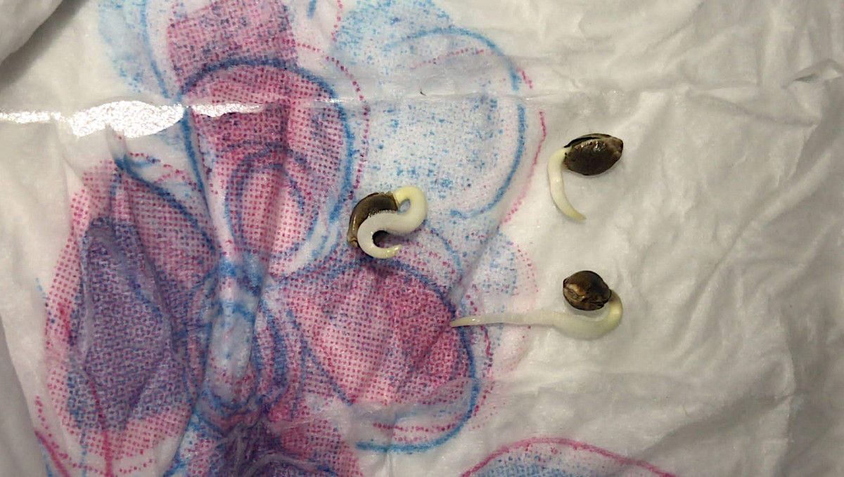 GG4 Sherbet FF cannabis strain: germination and seedling stage | week 1 | three seeds with curvy taproots germinating on a wet paper towel