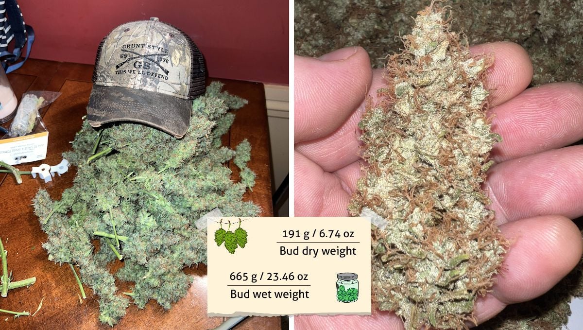 Amnesia Z Auto cannabis strain outcome: a heap of wet-trimmed green and frosty buds on a table and a grower's hand holding a dried bud