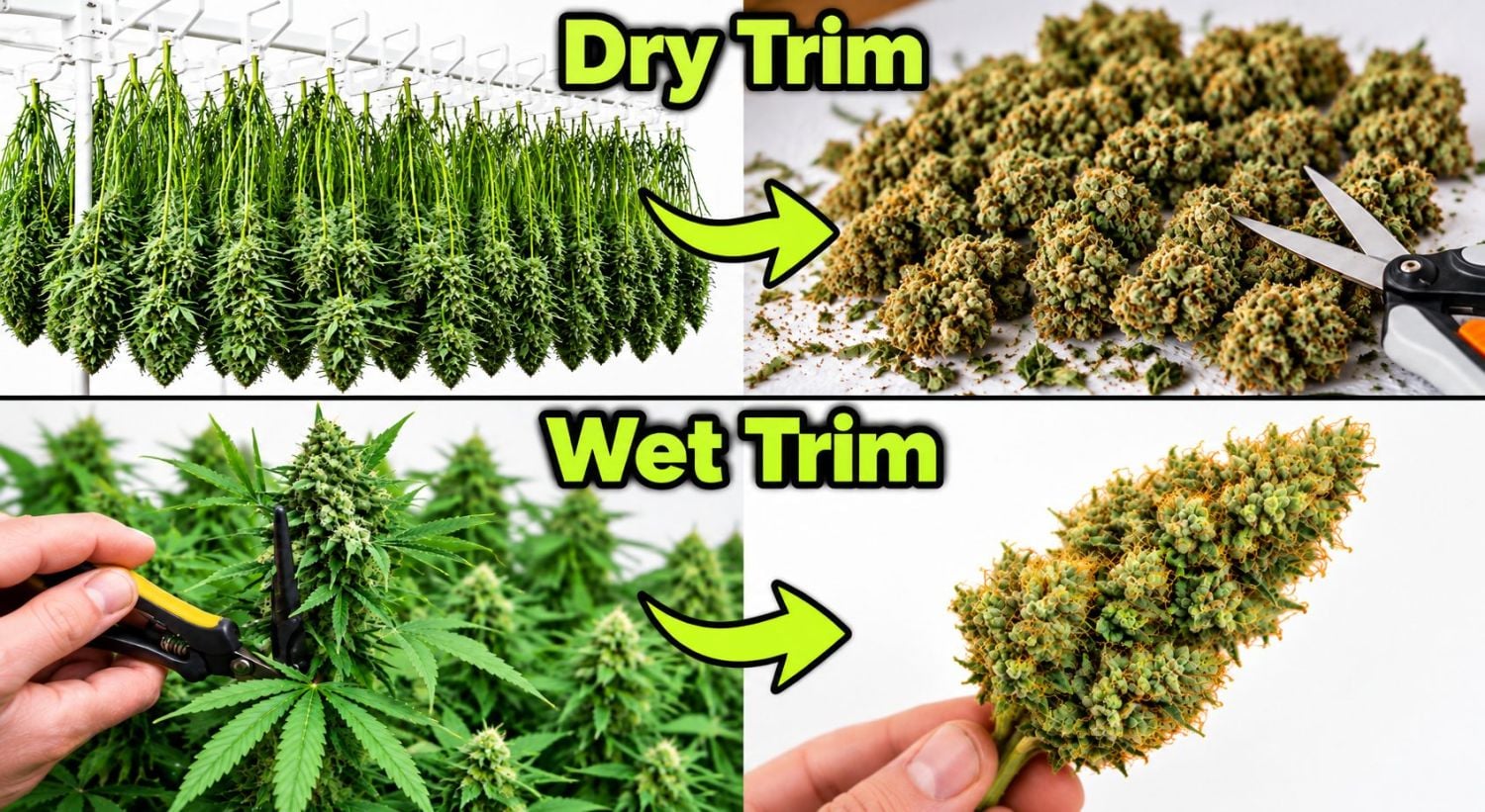 How to dry weed buds: wet trimming vs dry trimming