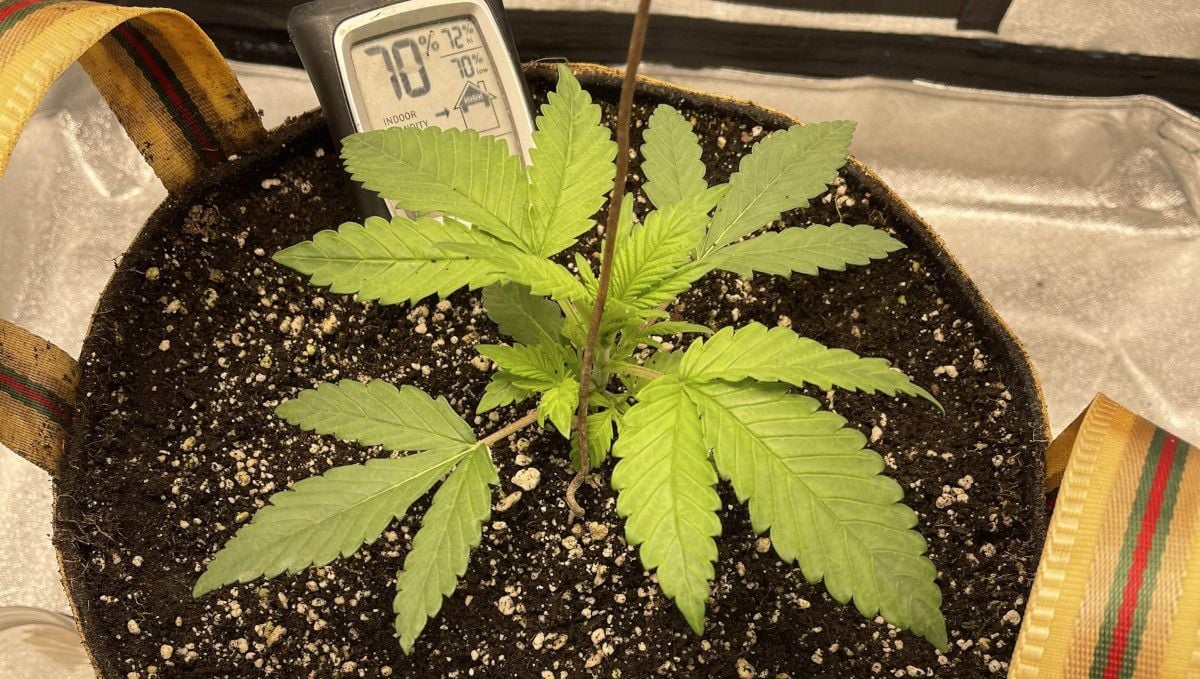 Cherry Cola Auto cannabis strain: early veg | week 2 progress: a young indoor weed plant with yellowish foliage