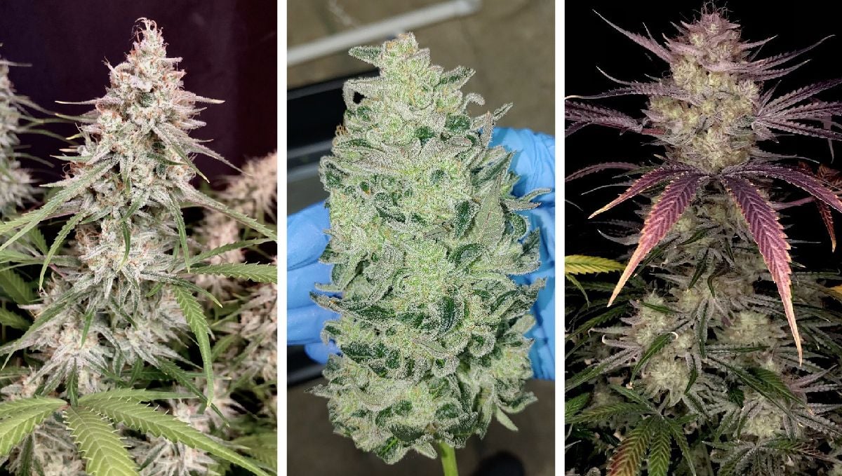 Bruce Banner Auto mature buds