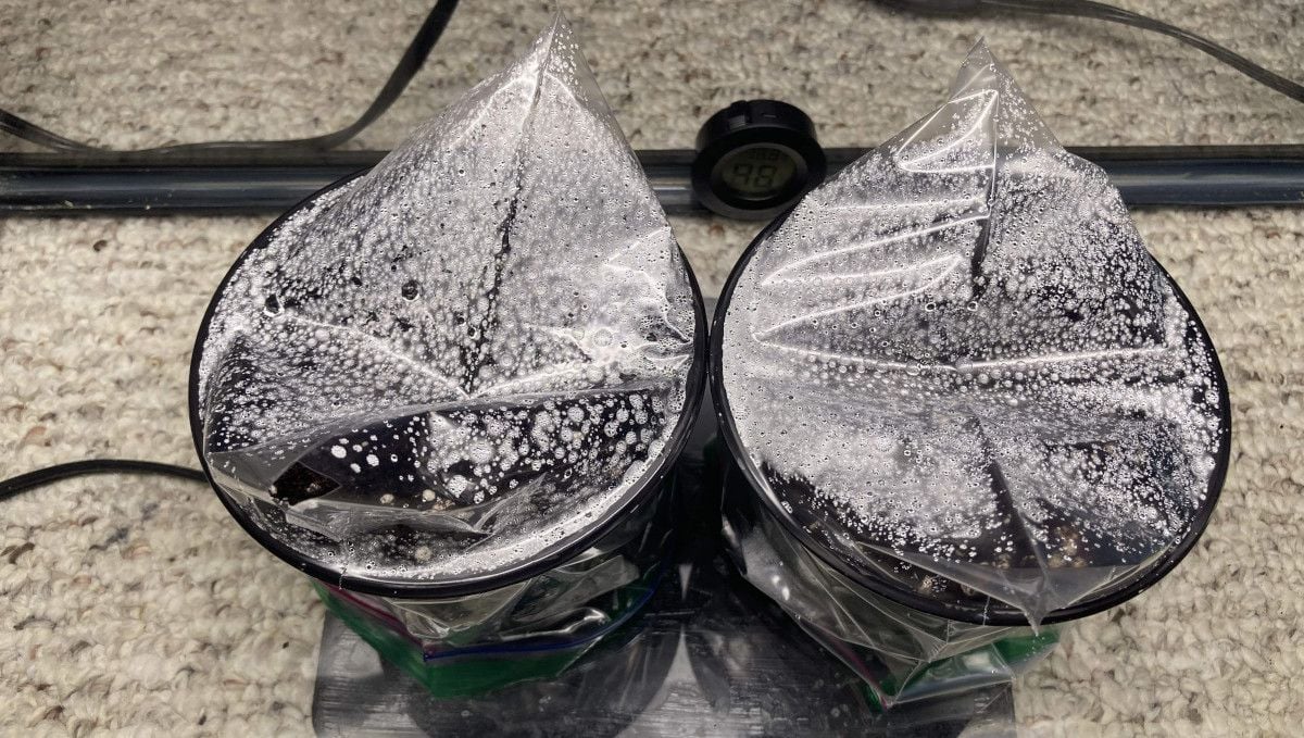 LSD-25 Auto cannabis strain: germination and seedling stage | week 1 | two solo cups covered with plastic bags for humidity