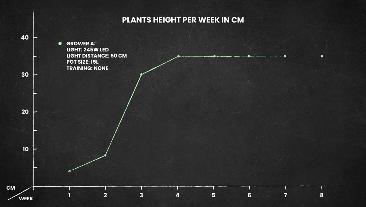 Blueberry Cheese Auto cannabis strain: height chart for the whole life cycle