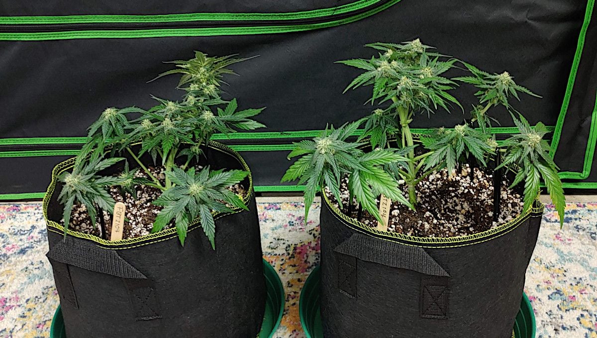 Forbidden Runtz Auto Cannabis Strain Week-by-Week Guide: A side view of two heavily defoliated autoflowers in grow bags