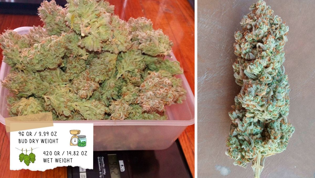 Gelato Auto Cannabis Strain Week-by-Week Guide: Grower C's outcome - A heap of cannabis buds on scales and a trimmed nugget