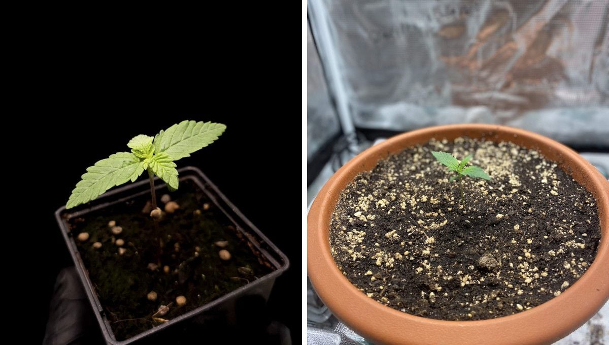 Wedding Cheesecake FF cannabis strain: germination and seedling stage | week 1 | two seedlings - one in a starter pot, the other one in a bigger plastic container Wedding Cheesecake FF cannabis strain: germination and seedling stage | week 1 | two seedlings - one in a starter pot, the other one in a bigger plastic container