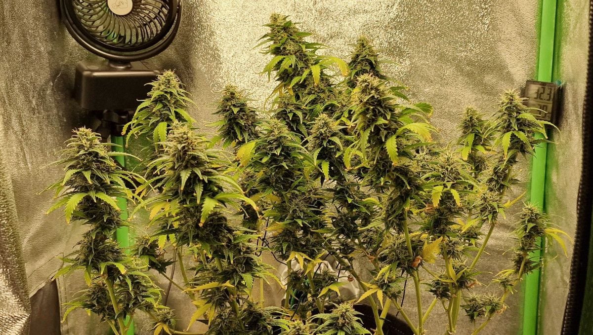 Amnesia Z Auto cannabis strain: mid flower (bulk phase) | weeks 8-9 | a maturing indoor weed plant with yellowing leaves