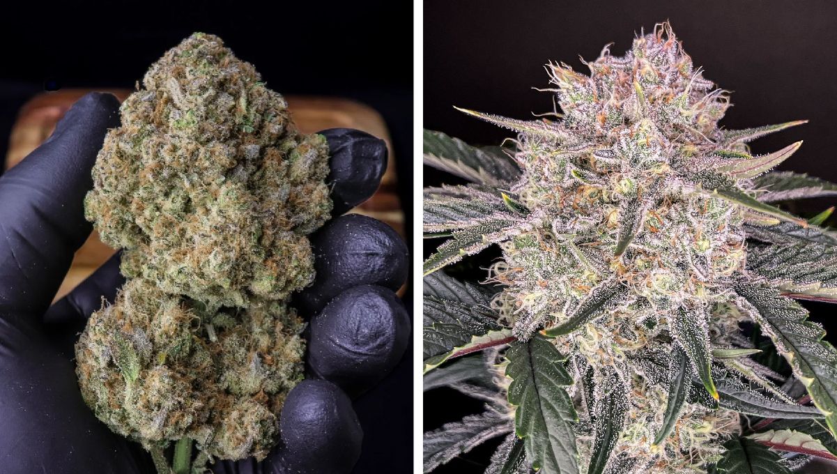 Top 10 Best Outdoor Autoflower Seeds UK 2024: Strawberry gorilla auto