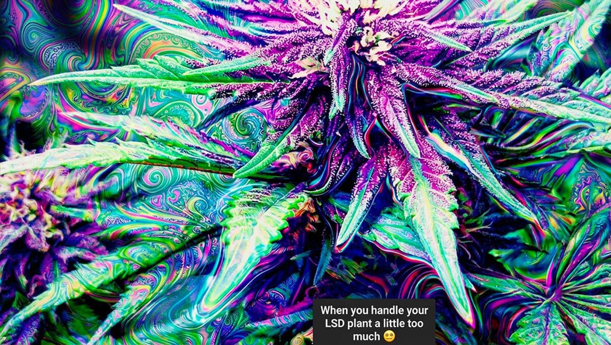 Fast Buds genetiğini seven zombi yetiştiricilerin esprili memesi.