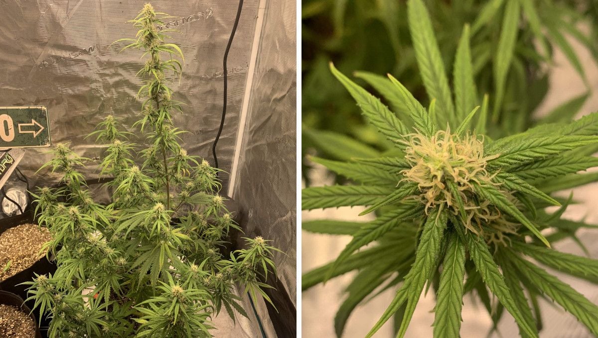 Strawberry Cheesecake Auto cannabis strain: early flower | weeks 6-7 | a medium tall autoflower with a very stretchy central stem and a closeup of its immature bud