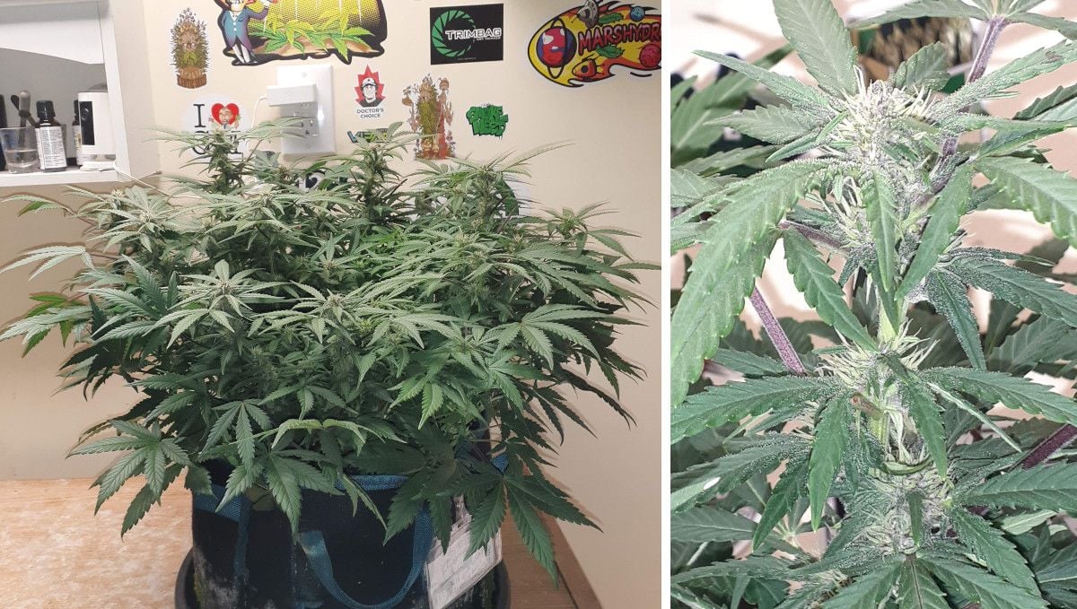 Tropicana Cookies Auto cannabis strain: early flower | weeks 6-7 | an indoor autoflower that has began to stack up purple flowers